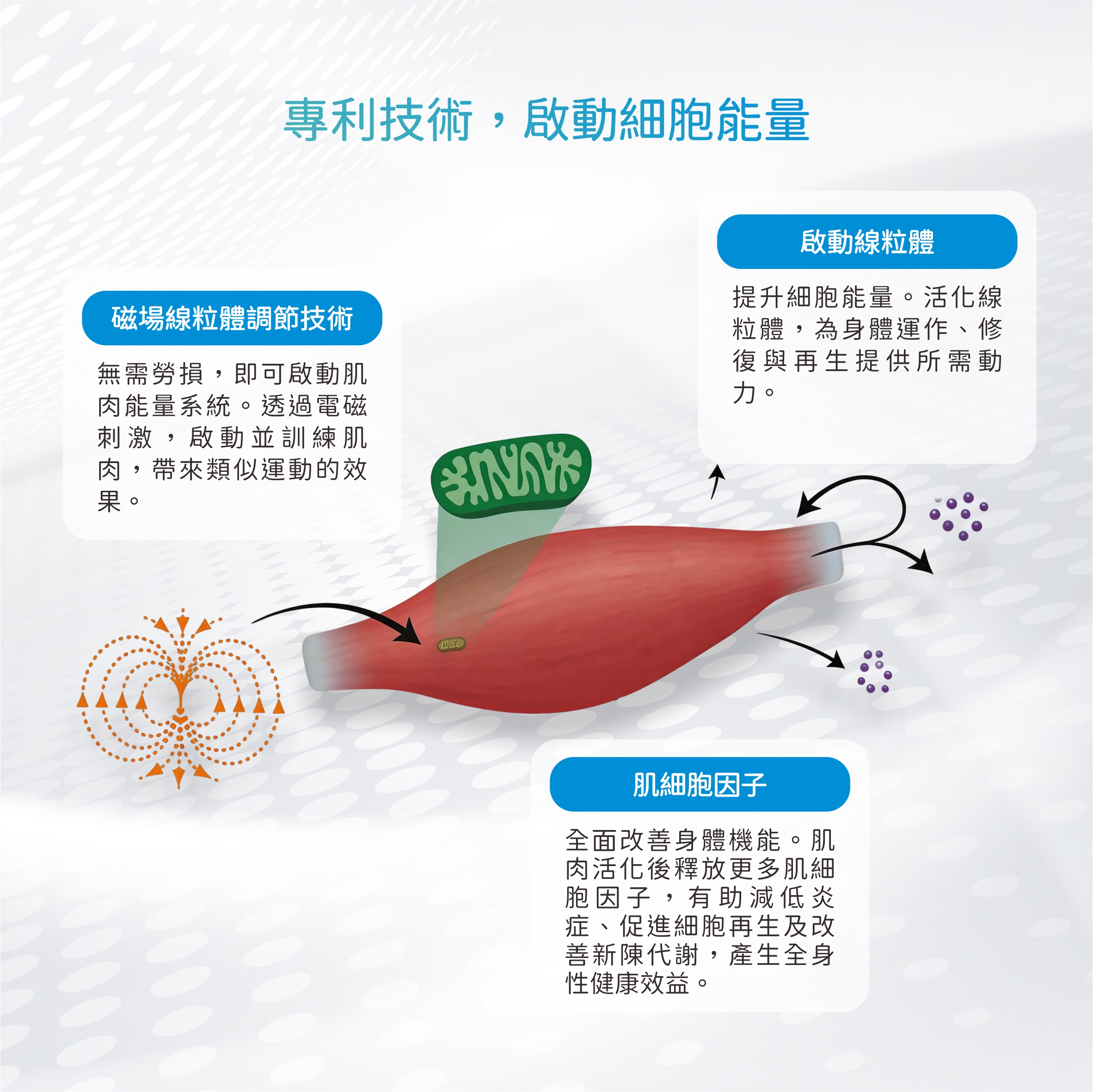 增肌保健方案